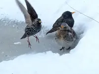 saukalt.webp
