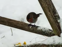 DSCF0880 (2).webp