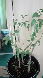 IMG_20180316_145707.jpg