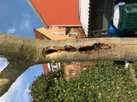 Spechtbaum.webp