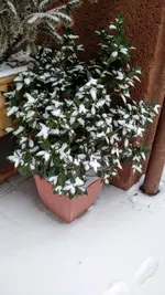 IMG_20180318_072527757 (1).webp