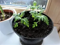 DSC03571 (1).webp