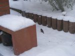 Der Spatz im Schnee.jpg