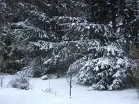 BILD9013.webp