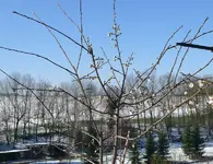 P1120852.webp