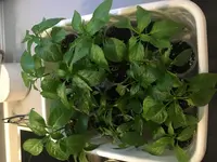 2018-03-20 Chili groß.webp