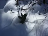BILD9037.webp