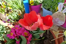 c019.webp