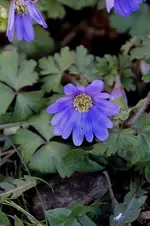 blau1.webp