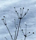 image005.webp