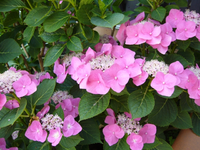 Blumen Hortensien.webp