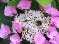 DSC00730.webp