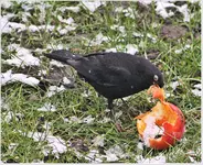 Vogelparty Amsel 2b.webp