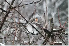 Vogelparty Buchfink 1b.jpg