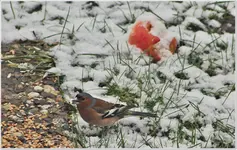 Vogelparty Buchfink 2b.webp