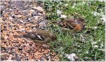 Vogelparty Buchfink 4b.jpg
