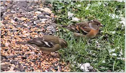 Vogelparty Buchfink 4b.webp