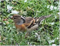 Vogelparty unbekannt 4b.webp
