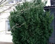 Eiben0908.webp