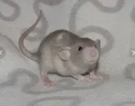 dumbo.JPG