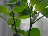 P3220557.webp