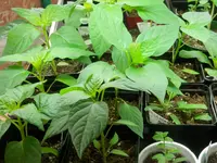 P3220561.webp
