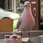 IMG_6559bt v (2).webp