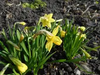 Garten 3.jpg