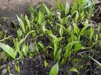 Garten 4.jpg
