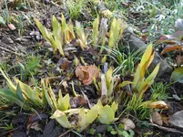 Garten 5.webp