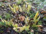 Garten 5.jpg