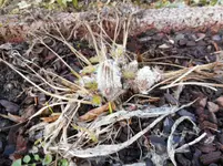 Garten 6.webp