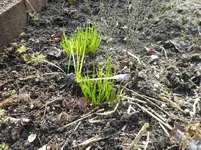 Garten 9.webp