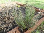 Garten 10.jpg