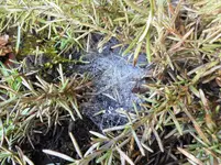 Garten 11.webp