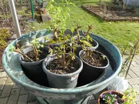 Garten 22.jpg