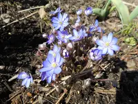 Leberblümchen.jpg