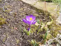 Krokus.webp