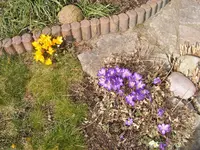 Krokusse1.webp
