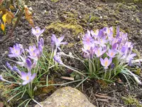 Krokusse3.jpg