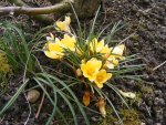 Krokusse4.jpg