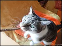 c020.webp