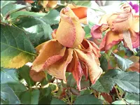 c021.webp