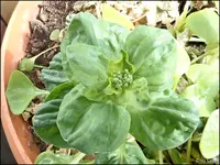 c022.webp