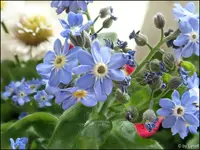 c025.webp