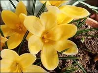 c026.webp