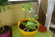 c030.webp