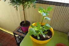 c031.webp