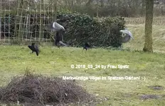 Forum Vogel-Invasion STC_0009.webp