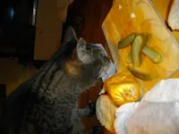 IMGP5950.webp